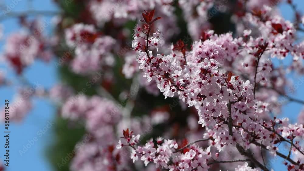 March, bees suck nectar from beautiful pink flowering trees in a park. March, bees suck nectar from beautiful pink flowering trees in a park.