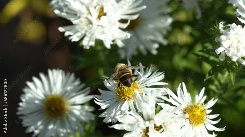 Bee collects pollen on white flowers of bushy aster. Insect pollinate in shrub symphyotrichum dumosum. Perennial plant family asteraceae blooming in autumn garden. Wildflower of white aster in nature. Bee collects pollen on white flowers of bushy aster. Insect pollinate in shrub symphyotrichum dumosum. Perennial plant family asteraceae blooming in autumn garden. Wildflower of white aster in nature.