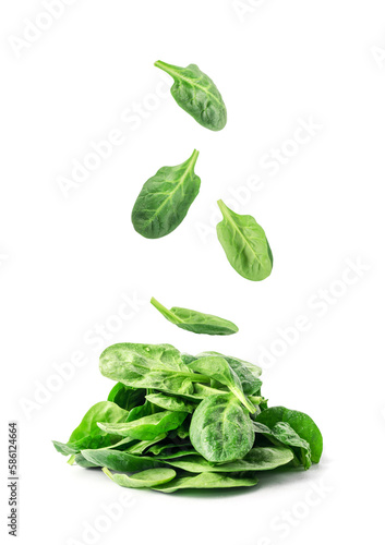 Flying, Falling Spinach Leaves Isolated, Fresh Baby Spinacia Oleracea, Leafy Green Vegetable, falling Spinach Leaves