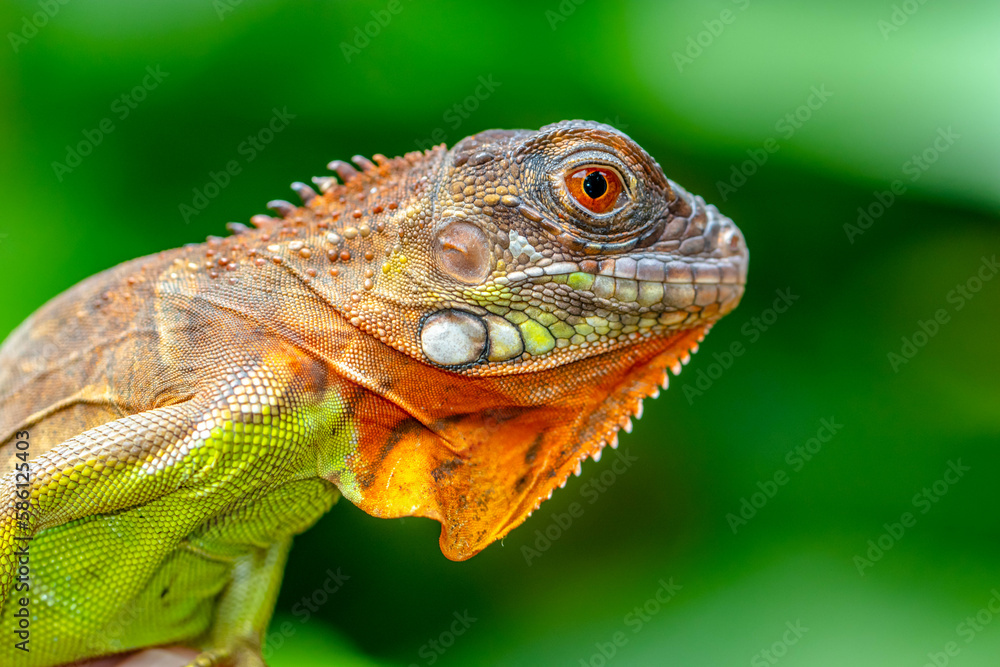 Obraz premium Super red Iguana is a type of lizard that lives in tropical areas of Central and South America and the Caribbean