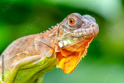 Super red Iguana is a type of lizard that lives in tropical areas of Central and South America and the Caribbean