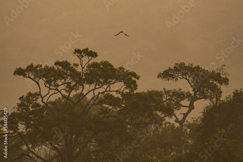 Earth Day eco concept with tropical forest background  natural forestation preservation scene with canopy tree in the wild  concept on sustainability and environmental renewable