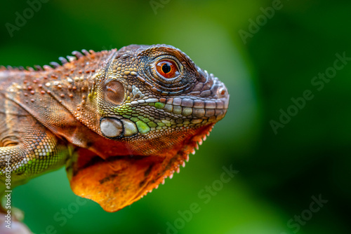 Super red Iguana is a type of lizard that lives in tropical areas of Central and South America and the Caribbean