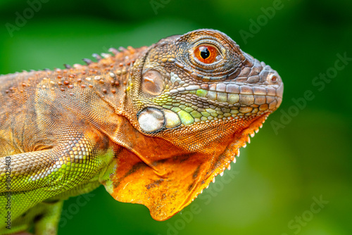 Super red Iguana is a type of lizard that lives in tropical areas of Central and South America and the Caribbean