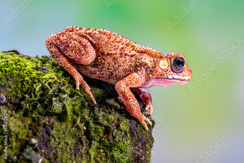 Duttaphrynus melanostictus is commonly called Asian common toad  Asian black-spined toad  Asian toad  black-spectacled toad  common Sunda toad  and Javanese toad.