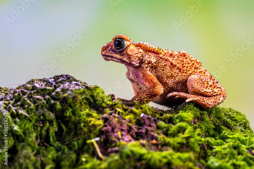 Duttaphrynus melanostictus is commonly called Asian common toad, Asian black-spined toad, Asian toad, black-spectacled toad, common Sunda toad, and Javanese toad.