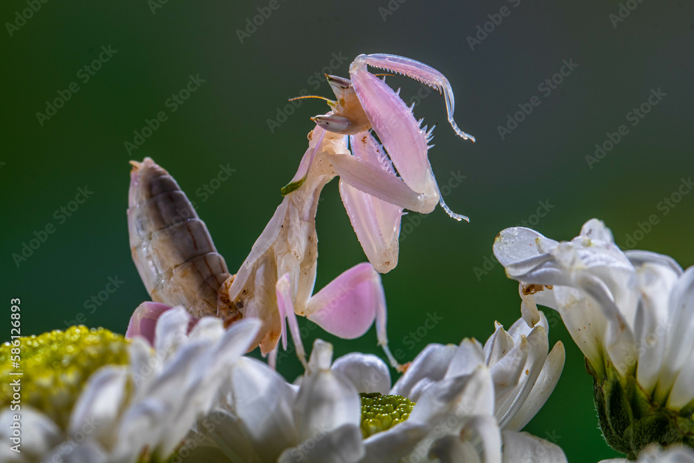 Hymenopus coronatus is a mantis from the tropical forests of Southeast ...