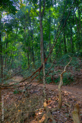 Udawattakele sanctuary in Kandy, Sri Lanka photo