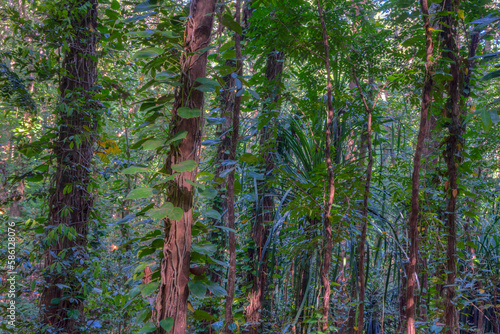 Udawattakele sanctuary in Kandy, Sri Lanka photo