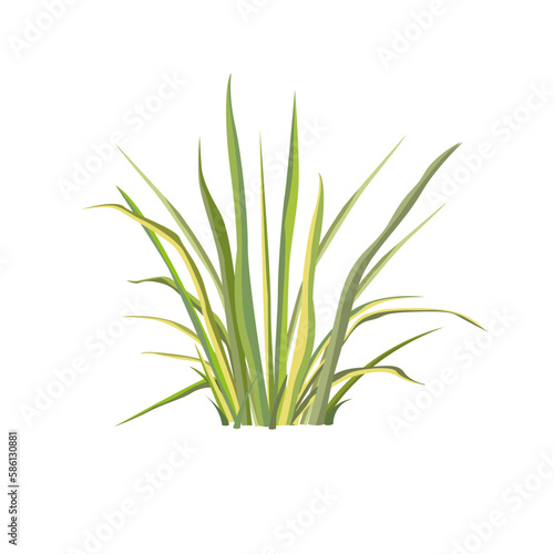 Icon of grass. The grass on a white background