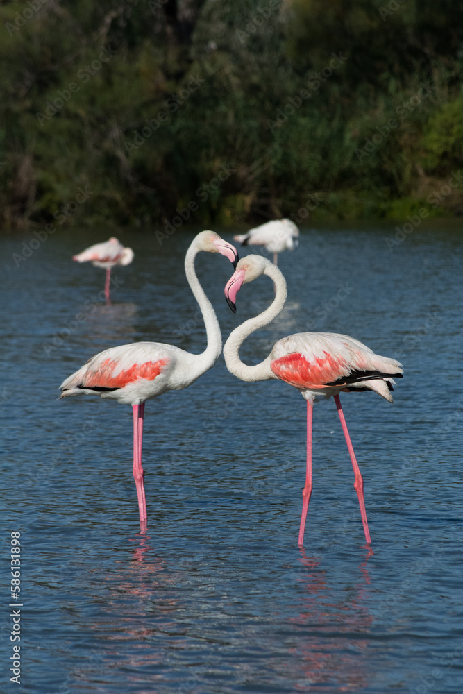 Flamingos2