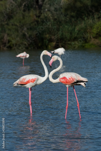 Flamingos2