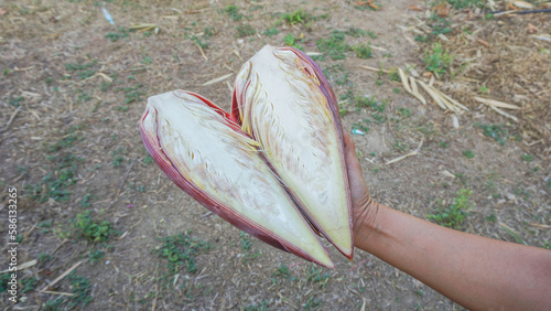 Banana blossom, a healthy food grown in an agricultural garden