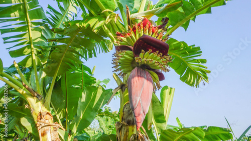 Bananas grown in an agricultural garden