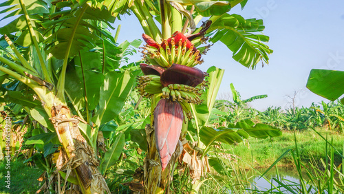 Bananas grown in an agricultural garden