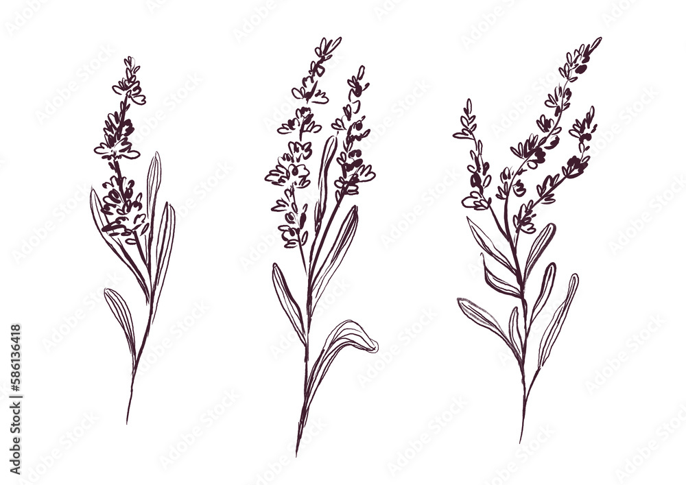 A set of lavender, field plants on a white background. Lavender branches with leaves and flowers, hand-drawn. Field plants drawn in ink