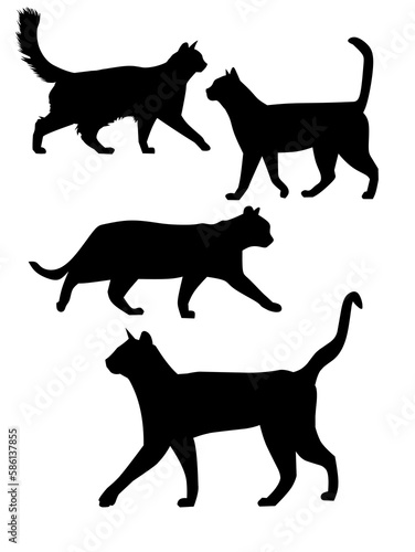 silhouette of a cat