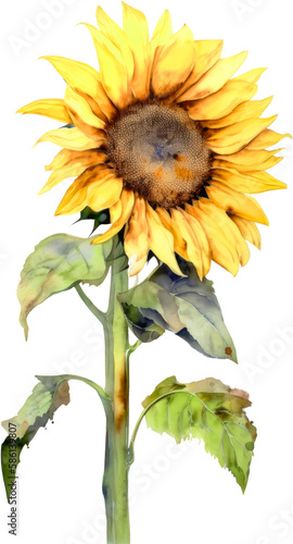 beautiful sunflower in summer watercolor isolated