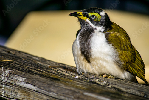 Close up of Juvenile Blue Faced Honeyeater photo