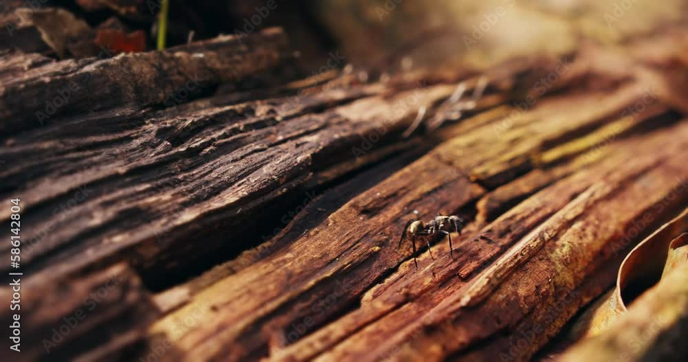 An ant walks over a piece of broken wood from a tree. Close-up shot An ant walks over a piece of broken wood from a tree. Close-up shot