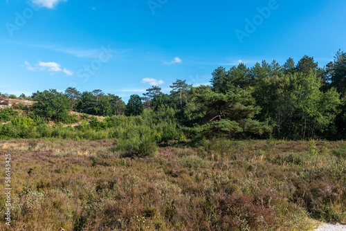 Landschaft im Naturschutzgebiet Schoorlser D  nen bei Schoorl. Provinz Nordholland in den Niederlanden