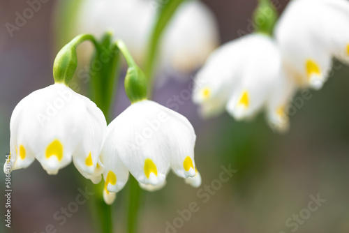 Snowdrops on a blurred background, macro shot. © puhimec