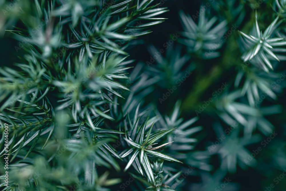 Natural background, texture of a coniferous tree branch. Natural background, texture of a coniferous tree branch.
