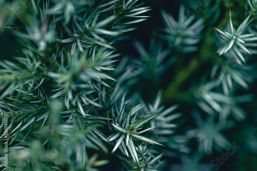 Natural background, texture of a coniferous tree branch.