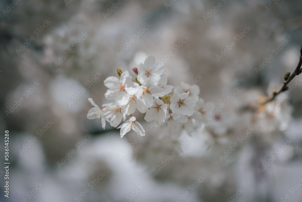 blossoms in spring