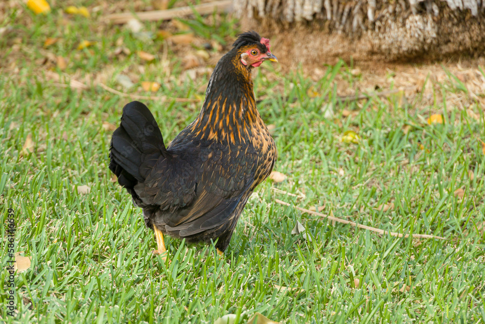 A colorful hen in front of green meadow