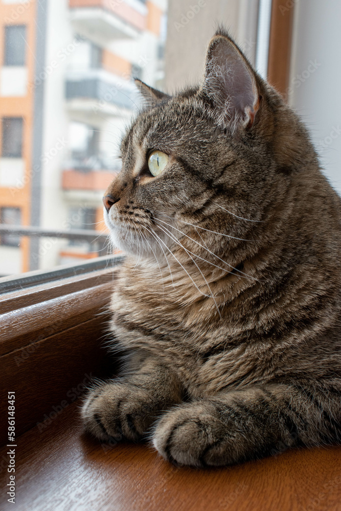 British striped cat lying on a window sill, looking out the window