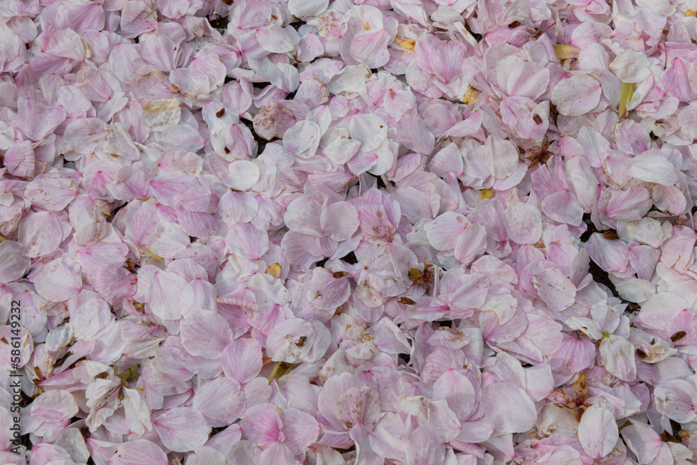 pink cherry blossom petals