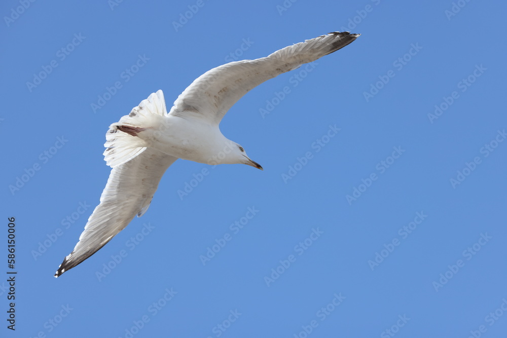 Seagulls in flight over Walcott Coast Norfolk UK Seagulls in flight over Walcott Coast Norfolk UK
