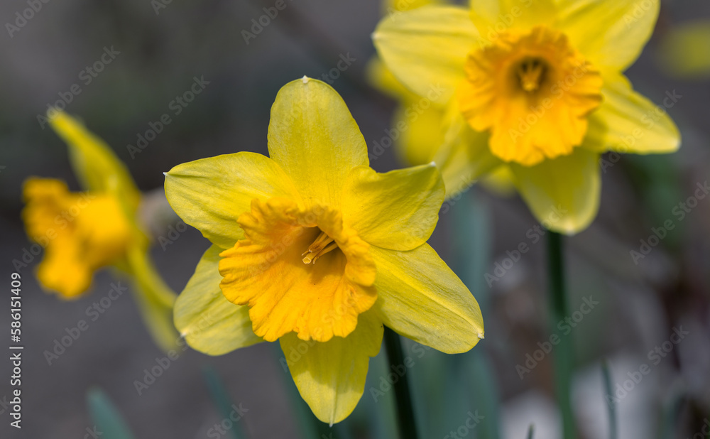 Flowers of yellow narcissus. Wonderful beautiful first spring flowers close-up in good quality. Beautiful floral background for a romantic greeting card Flowers of yellow narcissus. Wonderful beautiful first spring flowers close-up in good quality. Beautiful floral background for a romantic greeting card