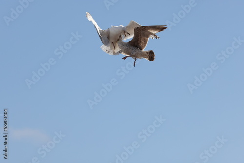 Seagulls in flight over Walcott Coast Norfolk UK
