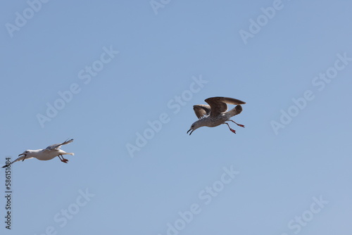 Seagulls in flight over Walcott Coast Norfolk UK