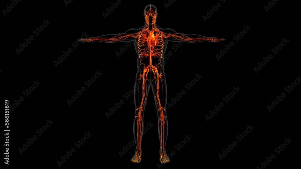 Human heart anatomy for medical concept 3D Rendering Human heart anatomy for medical concept 3D Rendering