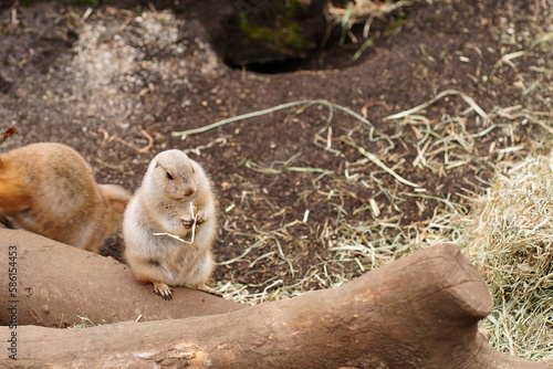 上野動物園のプレーリードッグ