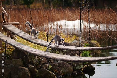 Tableau sur toile 日本、東京、上野、上野動物園、動物園、