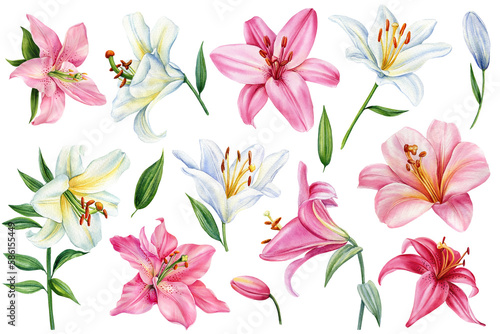 Watercolor floral set. Lily flower on isolated white background, botanical illustration. Pink and white flowers © Hanna