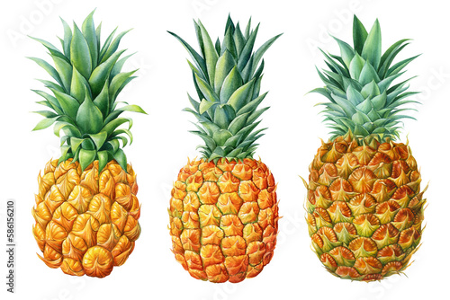 Exotic flower ripe fruit. Pineapple, watercolor botanical painting. Summer illustration © Hanna