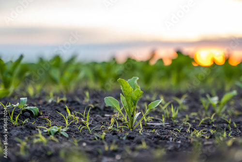 Rows of young fresh beet leaves. Beetroot plants growing in a fertile soil on a field. Cultivation of beet. Agriculture.