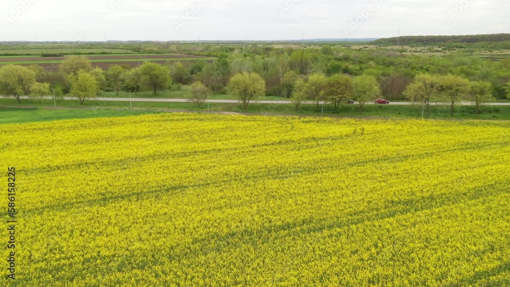 Aerial shot of asphalt road surrounded with trees and cultivated fields of rapeseed and wheat crops, drone pov Aerial shot of asphalt road surrounded with trees and cultivated fields of rapeseed and wheat crops, drone pov