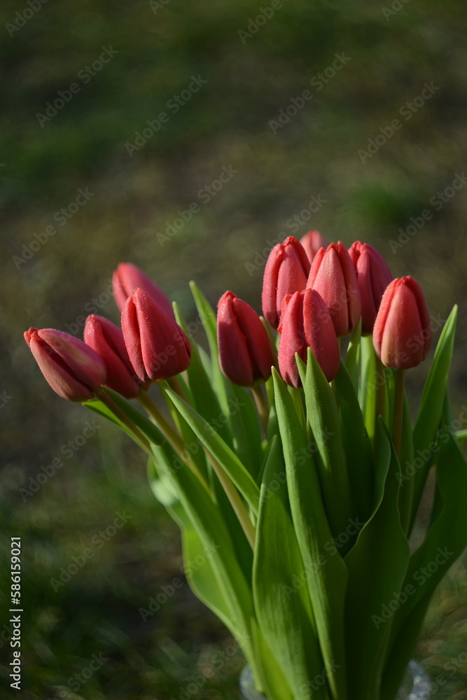 red tulips in the garden