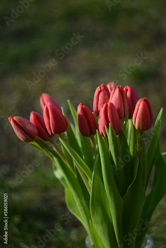 Obraz na płótnie red tulips in the garden w salonie