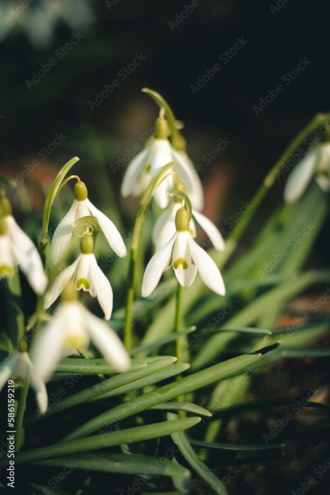 snowdrops