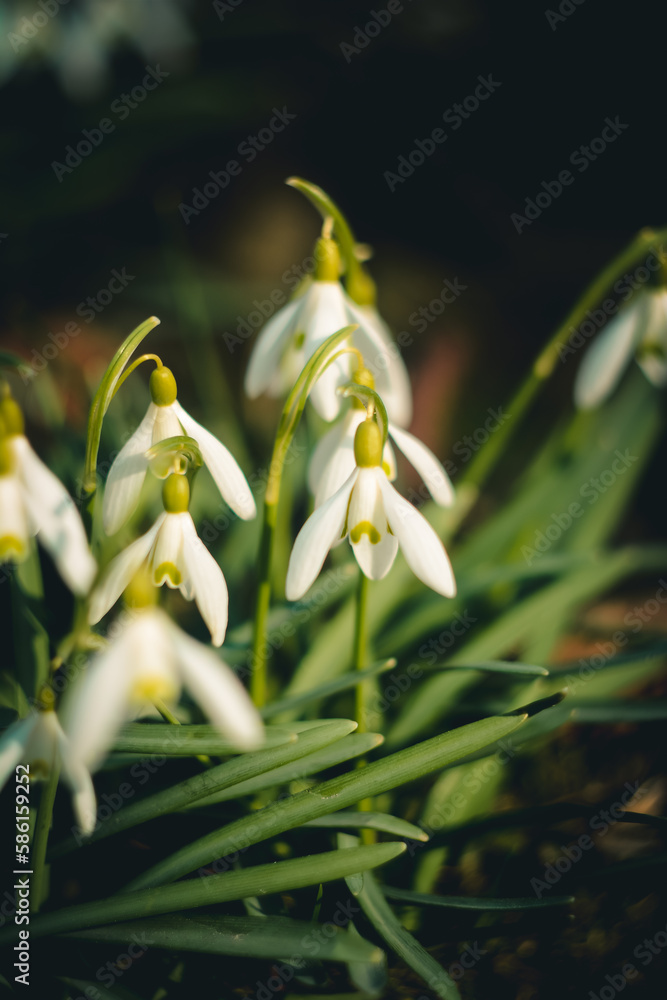 snowdrop