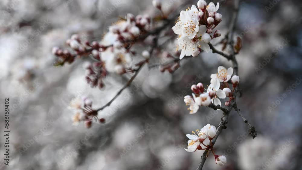 Cherry blossom of in full bloom with spring wind background Cherry blossom of in full bloom with spring wind background