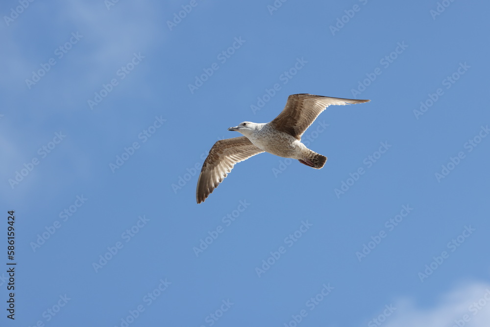 Seagulls in flight over Walcott Coast Norfolk UK Seagulls in flight over Walcott Coast Norfolk UK