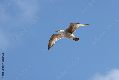 Seagulls in flight over Walcott Coast Norfolk UK